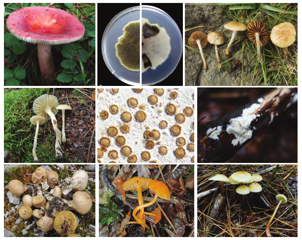 Mycology发表西藏真菌多样性研究