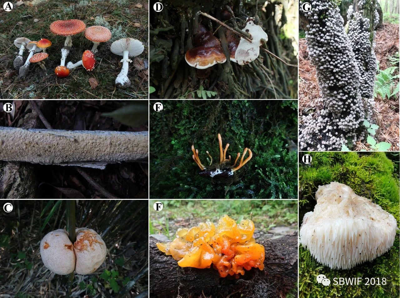 中国大型真菌分类学公民科学计划1.0