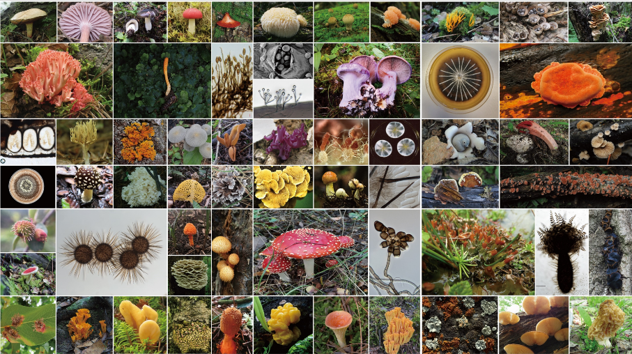 《中国真菌志 第七十四卷 拟层孔菌科及相关类群》出版