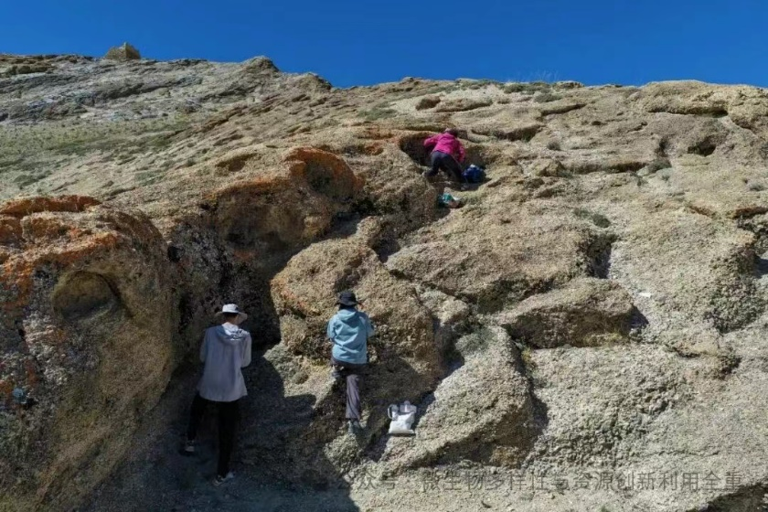 雪域菌踪&mdash;&mdash;西藏日喀则科考记