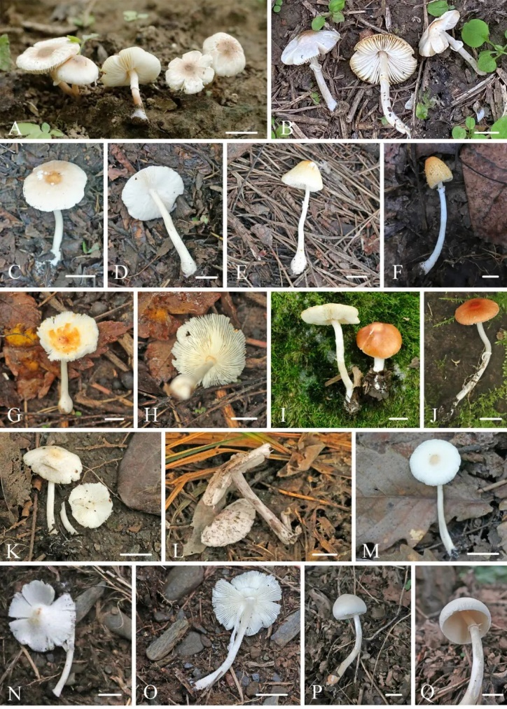 中科院微生物所赵瑞琳团队发现来自北京的十个白环蘑与白鬼伞新种，揭示城市生态系统可能成为特定真菌类群的多样性分布热点区域