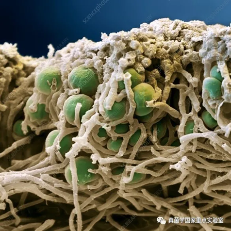 地球上的开路先锋&mdash;&mdash;地衣