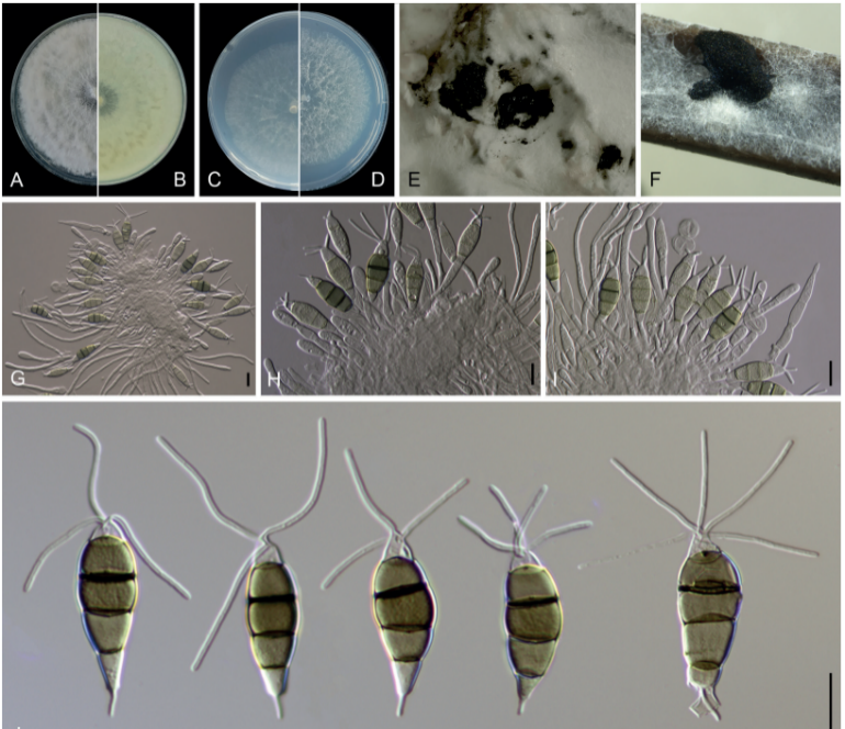 我国瓮毛孢科真菌多样性
